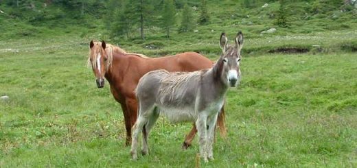 Cavallo e asino