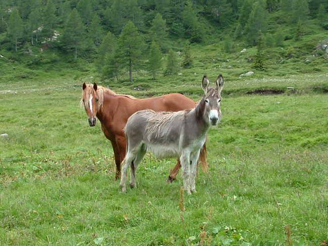 Cavallo e asino