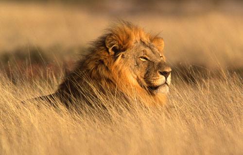 Leone